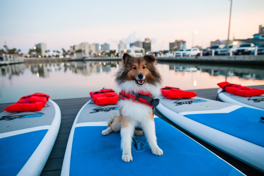 Water Dog's Mascot